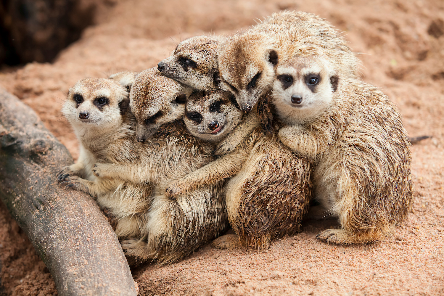 Meerkat Family are sunbathing. Relationship principles – Practicingperspective.com Meerkat Family are sunbathing. Relationship principles - Practicingperspective.com